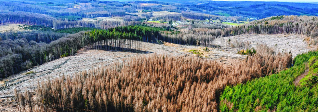 Nicht nur der Regenwald ist vom Klimawandel bedroht, auch heimische Wälder, wie hier der Arnsberger Wald, sind in akuter Gefahr und das ist nicht nur ein optisches Problem.￼ Foto: Picture-Alliance