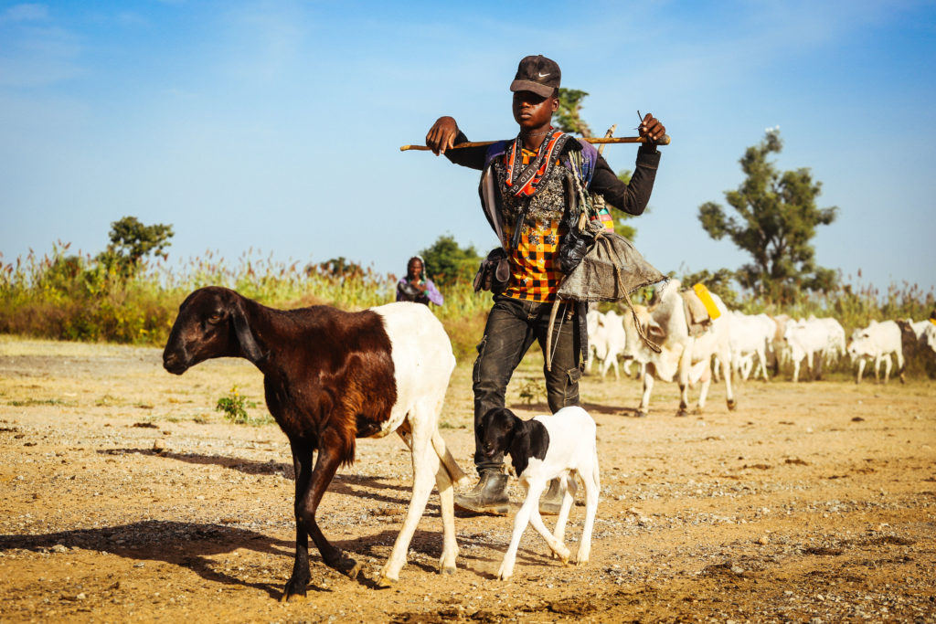 Für die nomadischen Fulani-Viehzüchter wird es auch aufgrund des Klimawandels immer schwieriger, Weideland und Wasser für ihre Tiere zu finden. Oft kommt es zu Konflikten mit Bauern, die ebenfalls ums Überleben kämpfen.